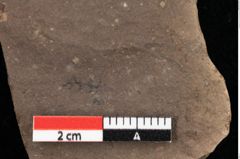 Foto (Detailansicht) von Pinus praepumilio Ettingshausen (NHMW-GEO-2024-0188-0259)